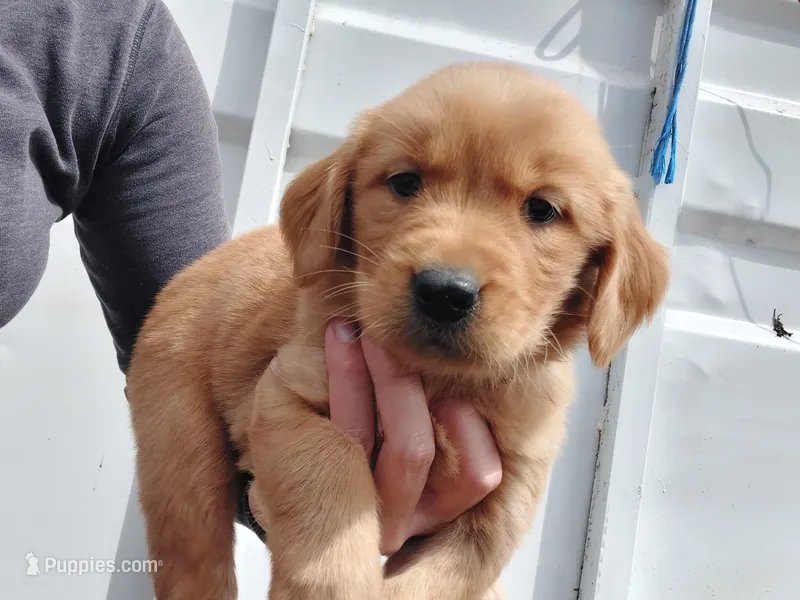 Charlie – Golden Retriever puppy for sale in Seattle, WA