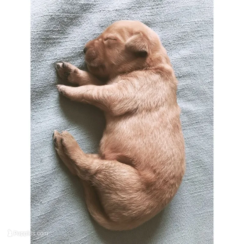 Lucy – Golden Retriever puppy for sale in Seattle, WA