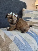 Sofy, a female Shih Tzu for sale in Valrico, FL – 3 of 5