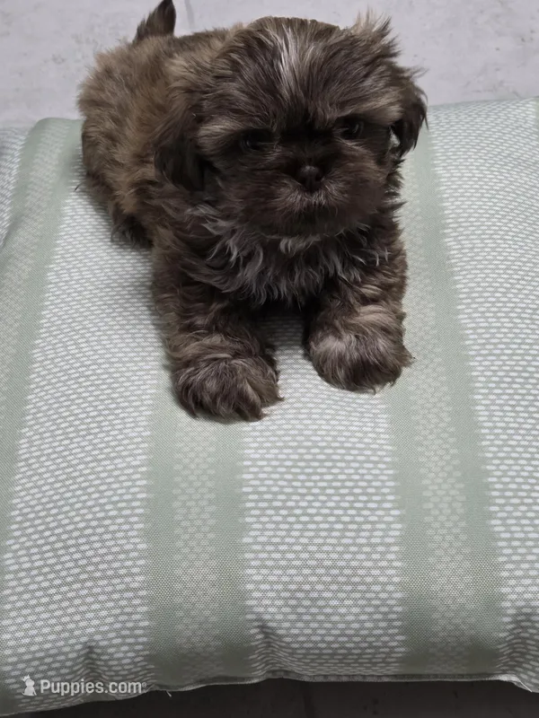Dinky – Shih Tzu puppy for sale in Valrico, FL