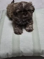 Dinky, a male Shih Tzu for sale in Valrico, FL – 1 of 5