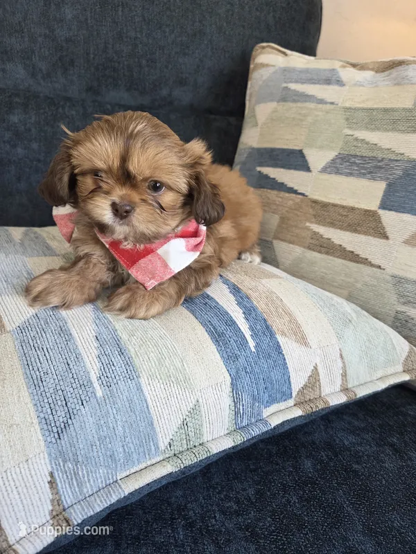 Mofly – Shih Tzu puppy for sale in Valrico, FL