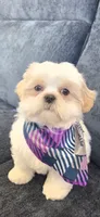 Tobby, a male Shih Tzu for sale in Valrico, FL – 3 of 4