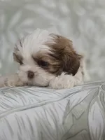 Campeón , a male Shih Tzu for sale in Valrico, FL – 5 of 5