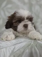 Mofly, a male Shih Tzu for sale in Valrico, FL – 2 of 5