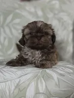 Dinky, a male Shih Tzu for sale in Valrico, FL – 4 of 5