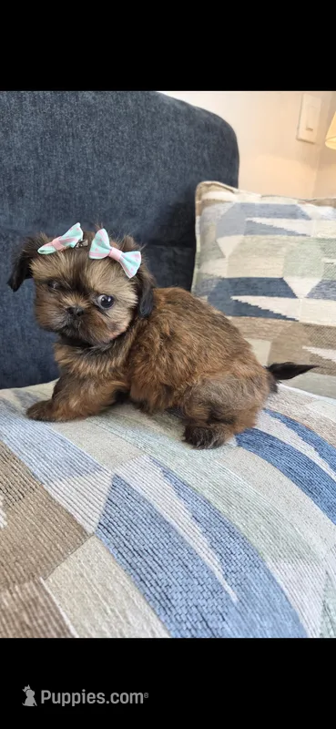 Sofy – Shih Tzu puppy for sale in Valrico, FL