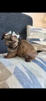 Sofy, a female Shih Tzu for sale in Valrico, FL – 1 of 5