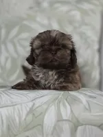 Dinky, a male Shih Tzu for sale in Valrico, FL – 5 of 5