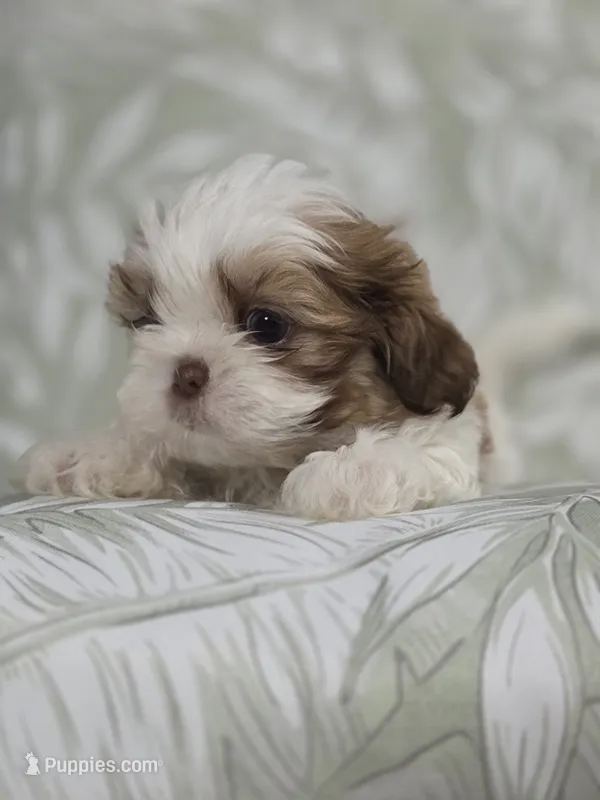 Campeón  – Shih Tzu puppy for sale in Valrico, FL