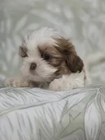 Campeón , a male Shih Tzu for sale in Valrico, FL – 1 of 5