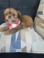 Mofly, a male Shih Tzu for sale in Valrico, FL – 4 of 5