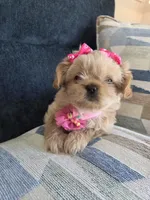 Chanel, a female Shih Tzu for sale in Valrico, FL – 4 of 6