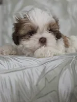Campeón , a male Shih Tzu for sale in Valrico, FL – 2 of 5