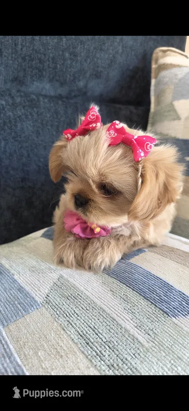 Chanel – Shih Tzu puppy for sale in Valrico, FL