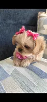 Chanel, a female Shih Tzu for sale in Valrico, FL – 1 of 6