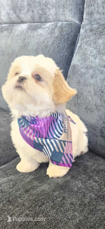 Tobby – Shih Tzu puppy for sale in Valrico, FL