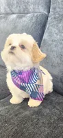 Tobby, a male Shih Tzu for sale in Valrico, FL – 1 of 4