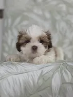 Campeón , a male Shih Tzu for sale in Valrico, FL – 3 of 5