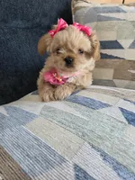 Chanel, a female Shih Tzu for sale in Valrico, FL – 3 of 6