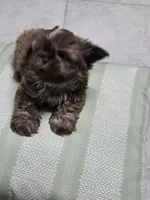 Dinky, a male Shih Tzu for sale in Valrico, FL – 2 of 5