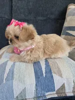Chanel, a female Shih Tzu for sale in Valrico, FL – 2 of 6