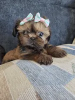 Sofy, a female Shih Tzu for sale in Valrico, FL – 5 of 5