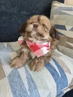 Mofly, a male Shih Tzu for sale in Valrico, FL – 5 of 5
