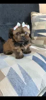 Sofy, a female Shih Tzu for sale in Valrico, FL – 4 of 5