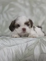 Mofly, a male Shih Tzu for sale in Valrico, FL – 3 of 5