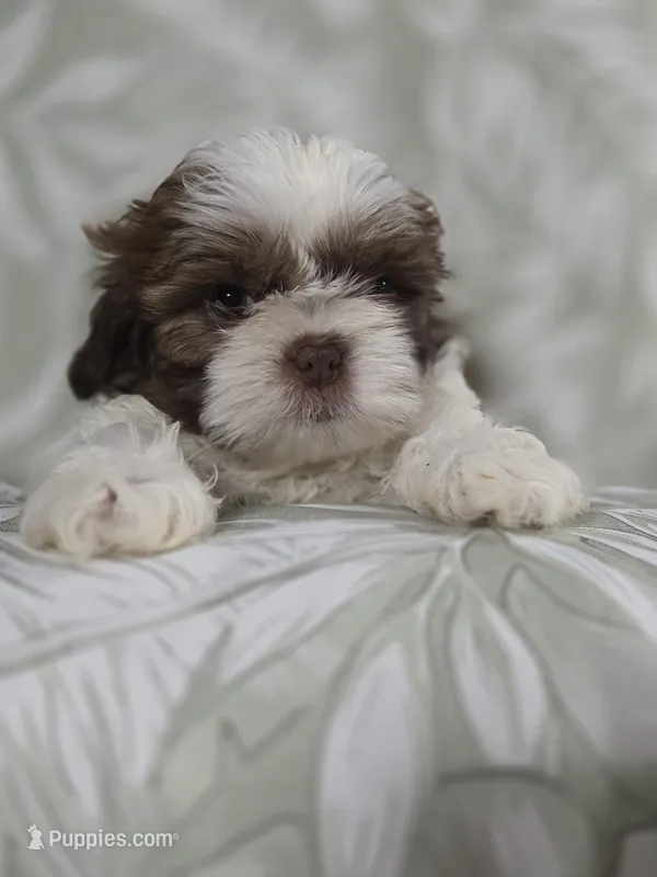 Mofly – Shih Tzu puppy for sale in Valrico, FL