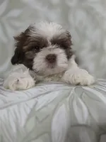 Mofly, a male Shih Tzu for sale in Valrico, FL – 1 of 5