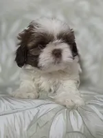 Mofly, a male Shih Tzu for sale in Valrico, FL – 5 of 5