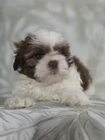 Mofly, a male Shih Tzu for sale in Valrico, FL – 4 of 5