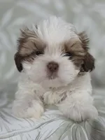 Campeón , a male Shih Tzu for sale in Valrico, FL – 4 of 5