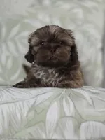 Dinky, a male Shih Tzu for sale in Valrico, FL – 3 of 5