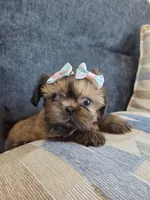 Sofy, a female Shih Tzu for sale in Valrico, FL – 2 of 5