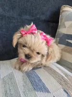 Chanel, a female Shih Tzu for sale in Valrico, FL – 5 of 6