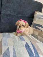 Chanel, a female Shih Tzu for sale in Valrico, FL – 6 of 6