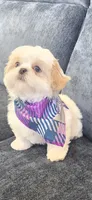 Tobby, a male Shih Tzu for sale in Valrico, FL – 2 of 4