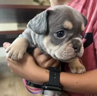 Louie, a male French Bulldog for sale in Pullman, WA – 2 of 4