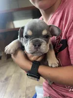 Louie, a male French Bulldog for sale in Pullman, WA – 1 of 4
