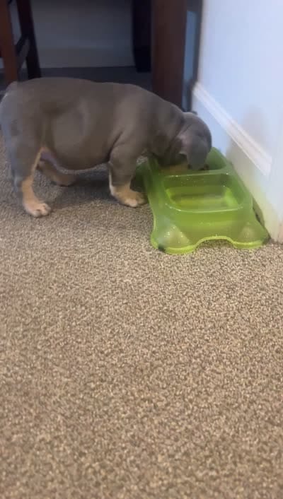 Louie, a male French Bulldog for sale in Pullman, WA – 4 of 4
