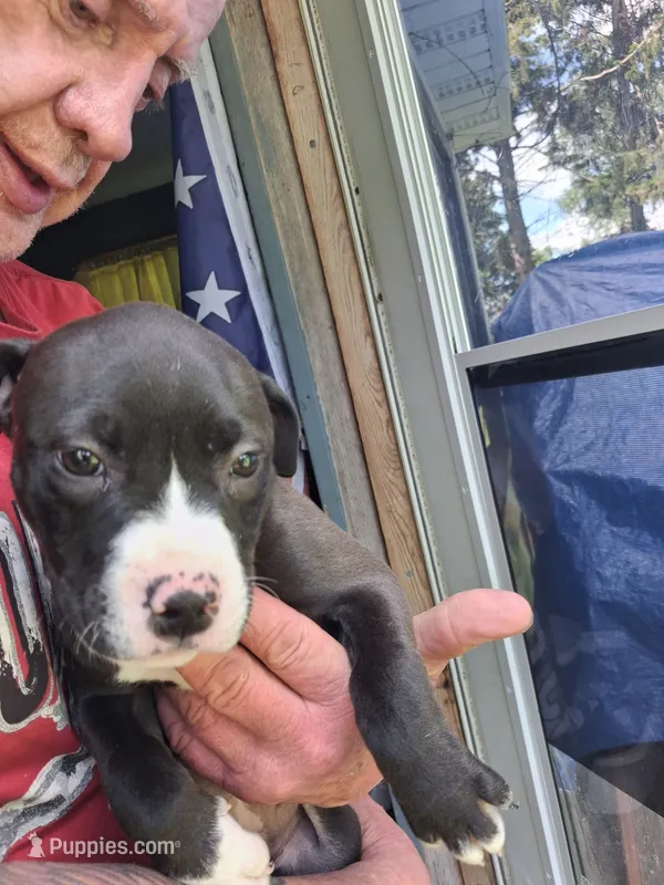 Bandit – American Pit Bull Terrier puppy for sale in Barron, WI