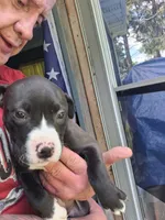 Bandit, a female American Pit Bull Terrier for sale in Barron, WI – 1 of 1