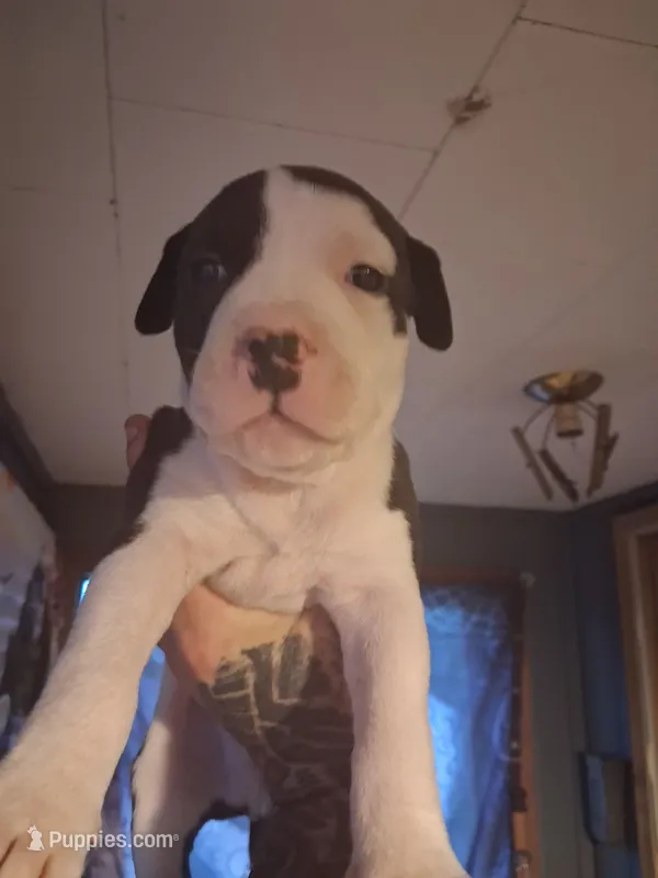 Jack – American Pit Bull Terrier puppy for sale in Barron, WI