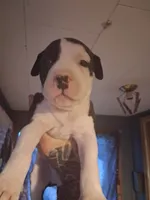 Jack, a male American Pit Bull Terrier for sale in Barron, WI – 1 of 1