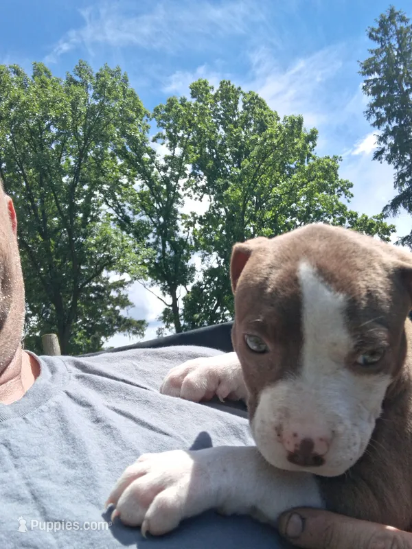 Cocoa – American Pit Bull Terrier puppy for sale in Barron, WI