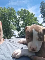 Cocoa, a female American Pit Bull Terrier for sale in Barron, WI – 1 of 2