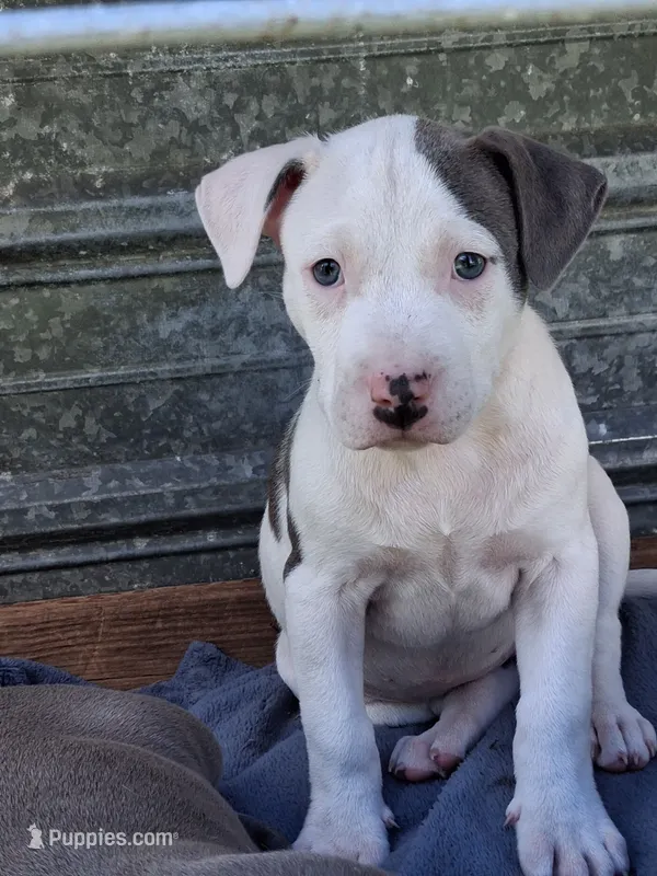 Josie – American Pit Bull Terrier puppy for sale in Barron, WI